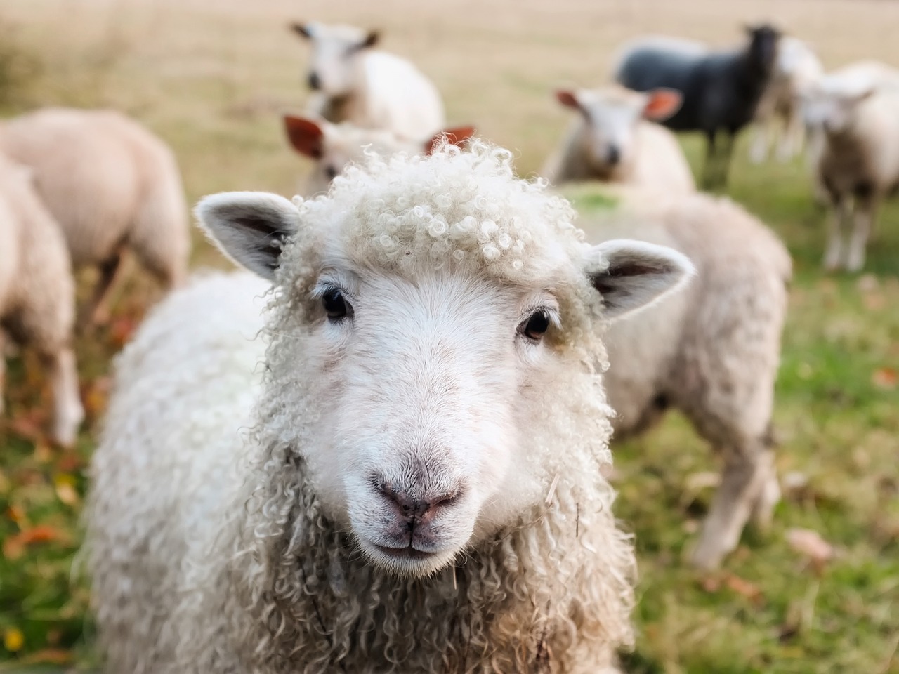 Постигнат договор со одгледувачите на овци на средбата во Битола
