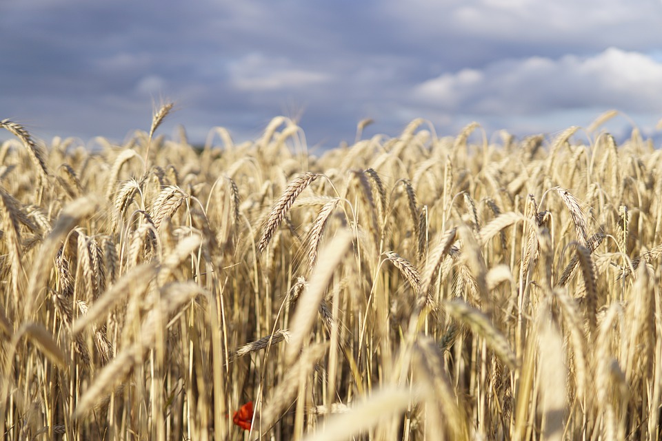 Скок на цената на пченицата на светските пазари